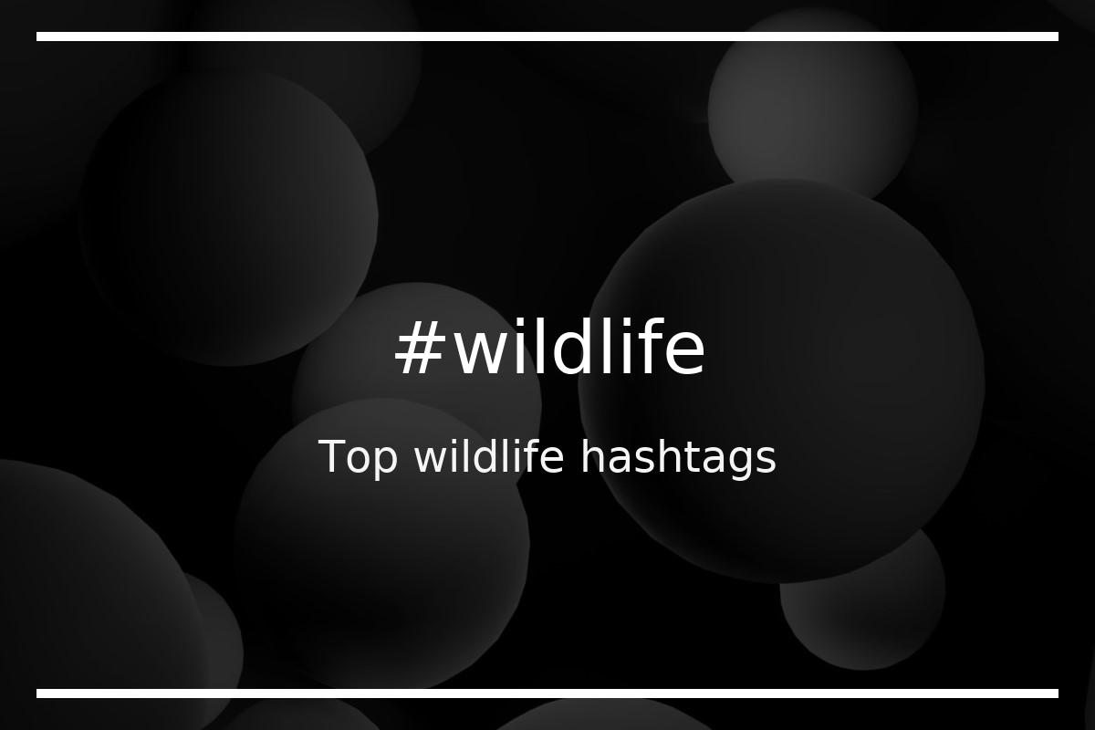 wildlife safari hashtags